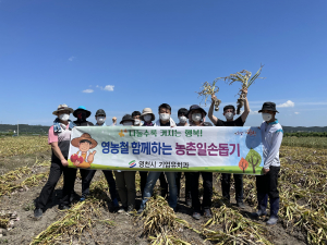 영천시 사회복지과, 마늘 수확 일손돕기