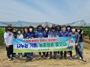 영천시 문화예술과 직원들 신월리 포도농가 일손 돕기