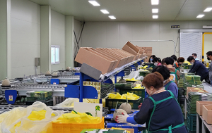 경주 ‘이사금 멜론’ 본격 출하…맛·당도 최고