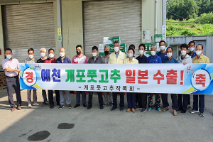 예천군 개포 풋고추, 일본 소비자들 입맛 공략