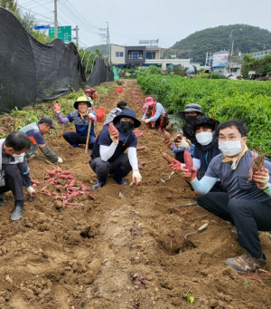 성주군 용암면, 고구마 수확 일손돕기