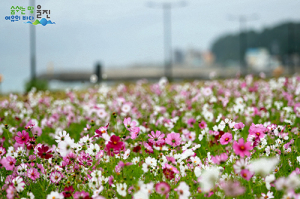 울진군 죽변 봉평해안가 코스모스길 절정
