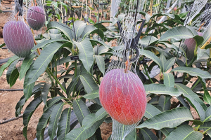 경주시, 아열대 과일 ‘애플망고’…시범재배 추진