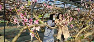 경산 압량면 백안리 2,000평 하우스 복숭아꽃 장관
