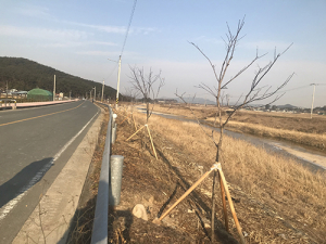 경주 월성동, 단풍나무 가로수길 새로 생겨…