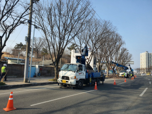 경산시, 3월 중순까지 가로수 가지치기 공사