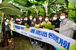 청도 아열대 재배단지조성 시범사업…바나나 첫 수확