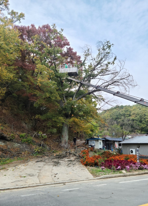 의성군, 민가 인접 재해 우려 나무 제거 추진