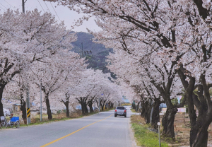 구미의 늦은 벚꽃 명소로 떠나가 볼까?
