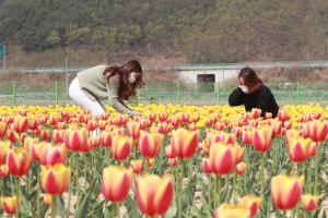 직조놀이터 테마‘튤립’… 2천여명 관람객 찾아
