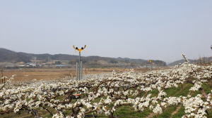  상주, 과수생산유통지원사업 道 자율평가 최우수시 선정