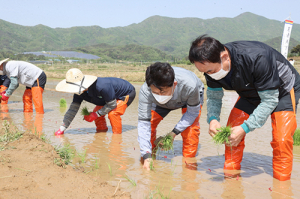포항시, 올해 풍년농사 기원하는 ‘첫 모내기’