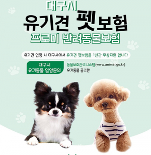 대구시, 유기견 입양하면 ‘펫보험’ 1년 지원