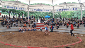 경산자인단오제 대학장사 씨름대회 5일 열전
