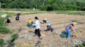 고령군보건소 보건행정․건강증진과, 농촌일손돕기