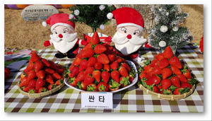 경북 딸기, 전국 최초 해외 로열티 받으며 세계로 확산