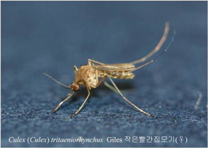 경북서 ‘뇌염 모기’ 지난달 출현…작년보다 1개월 빨라