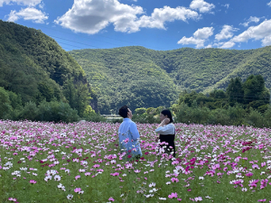 안동시 남후면 코스모스 만개