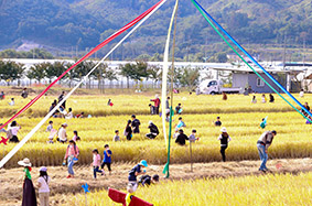 메뚜기야 어디 있니?…성주가야산 황금들녘 메뚜기축제 성료