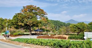 영천시 신녕면 연정1리 마을숲 복원사업 완료