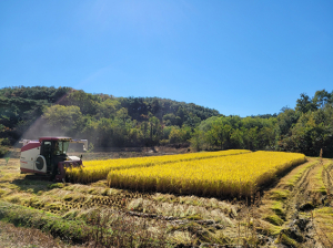 성주군 선남면 ‘벼 베기’