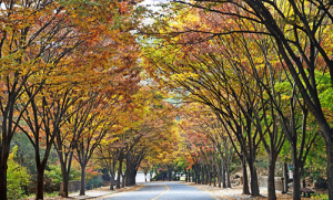 대구시 ‘가을철 정취 가득’ 자전거 타기 좋은 명소 5곳 선정
