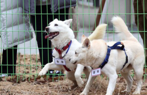 박대출 “文, 치료비만 1100만원 풍산개 파양 달력장사? 애견인 아냐”