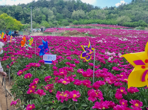 영천 한방·마늘산업특구, 전국 최초 작약 주산지 지정