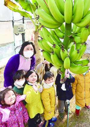 대구 동화천 산책로에 열린 ‘바나나’