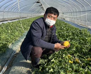 달콤 아삭·최고의 맛....고령 다산참외 첫 출하
