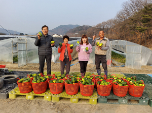 고령군, 봄이 제철! 고당도 성산 파파야멜론 첫 출하