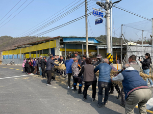 영천 고경면 상덕마을 줄다리기 전통 재연 