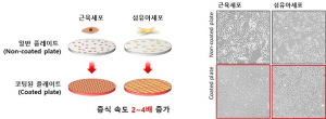 의성군 입주기업, 근육세포 고속 배양 기술개발 성공