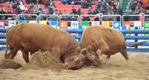 황소들의 불꽃 튀는 명승부…청도소싸움축제 개최