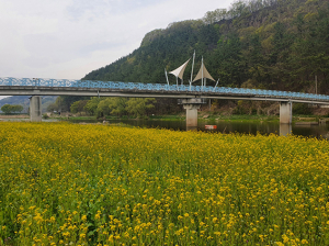 청도 화양읍 청도천변, 노란 유채꽃 활짝 펴