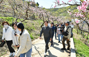 경산시, 분홍빛 복사꽃길 걸으며 봄기운 만끽