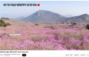 달성군, 비슬산 참꽃, 유튜브에서 보자