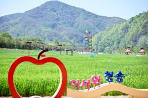 초록의 향연 ‘산소카페 청송정원’ 봄 맞아 짙푸른 청보리로 새 단장