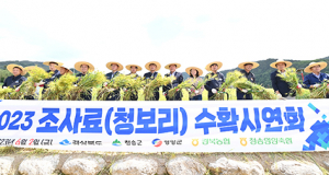 청송정원, 풍성한 황금물결 청보리 수확 