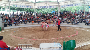경산자인단오 대학장사 씨름대회 24일 개최 