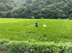 영덕군, 혹명나방·흰등멸구 확산 적기 방제 당부