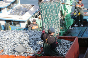 해양문화도시 포항 상징 시어(市魚)로 ‘청어’ 선정