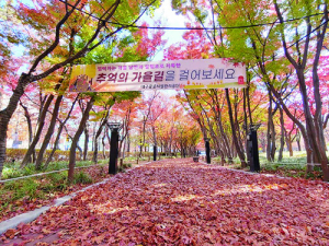 대구시, 가을정취 물씬 ‘추억의 가을길 20곳’