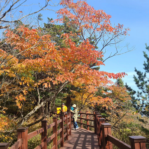 모나 용평, 발왕산의 단풍과 함께하는 특별한 가을 휴가