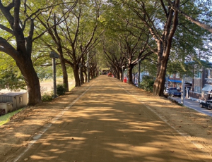 동구청, 금호강변 제방 벚나무길 맨발산책로 조성