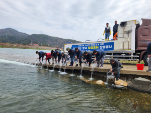 영덕군, 황금은어 치어  방류