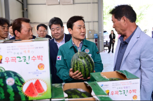 전국 최고 고령 우곡수박 본격 출하