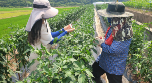 의성군, 고추 바이러스 현장 진단 서비스 제공
