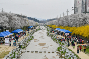경북도, 산림청 주관 ‘우수 관리 가로수길’ 최다 선정
