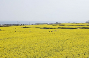 포항 호미반도 유채꽃밭 '절정'